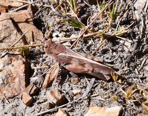 iNaturalist observation photo of Pronotal Range Grasshopper