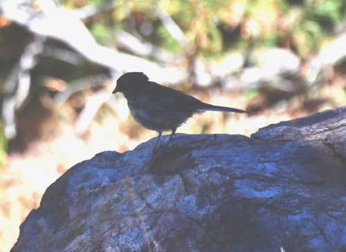 iNaturalist observation photo of Fox Sparrow