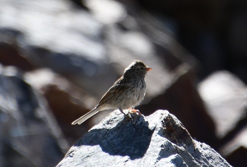 iNaturalist observation photo of Spizella Sparrows
