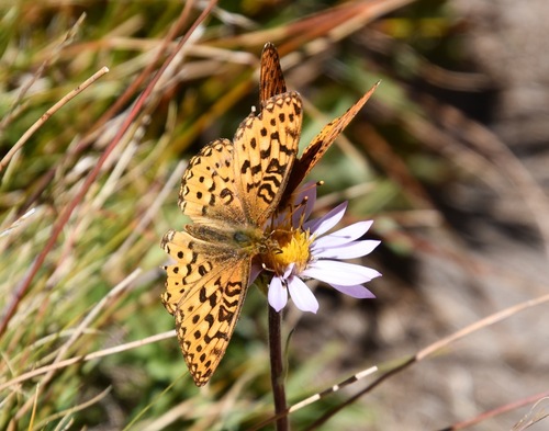iNaturalist observation photo of Mormon Fritillary