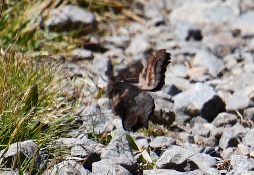 iNaturalist observation photo of California Tortoiseshell
