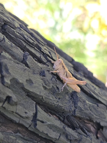 iNaturalist observation photo of Short-horned Grasshoppers