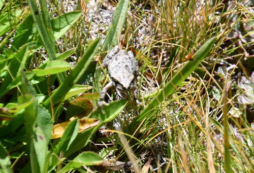 iNaturalist observation photo of Pacific chorus frog