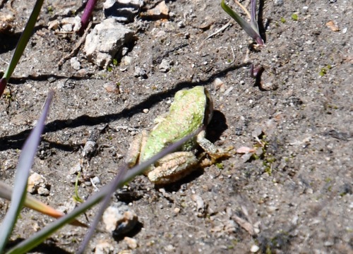 iNaturalist observation photo of Pacific chorus frog
