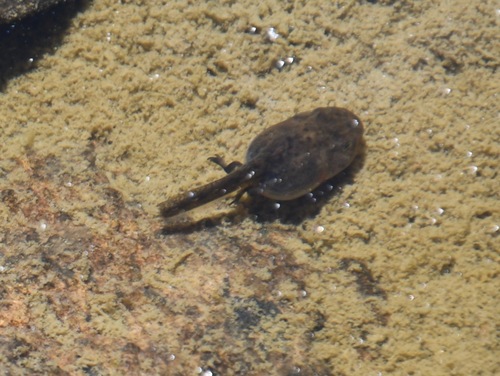 iNaturalist observation photo of Pacific chorus frog
