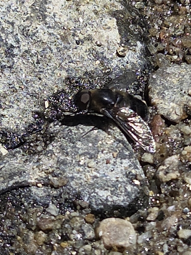 iNaturalist observation photo of Villa