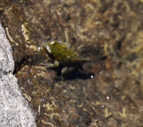 iNaturalist observation photo of Pacific chorus frog