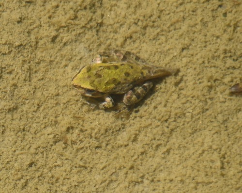 iNaturalist observation photo of Pacific chorus frog