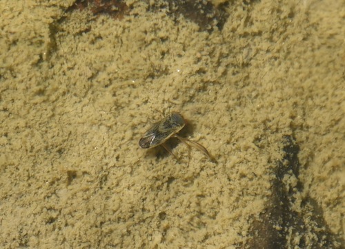 iNaturalist observation photo of Water Bugs