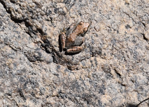 iNaturalist observation photo of Pacific chorus frog