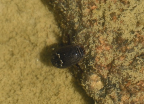 iNaturalist observation photo of Abbreviated Predaceous Diving Beetle