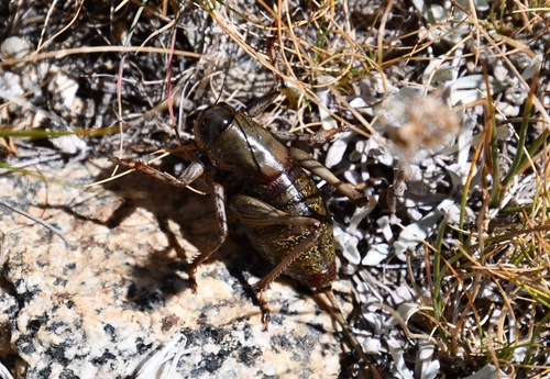 iNaturalist observation photo of Mormon Cricket
