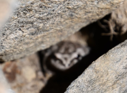 iNaturalist observation photo of Pacific chorus frog