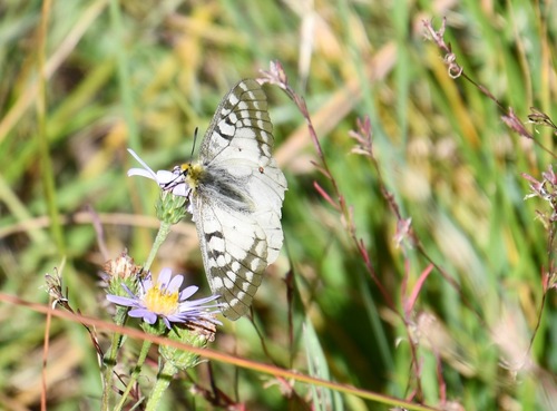 iNaturalist observation photo of Clodius Parnassian