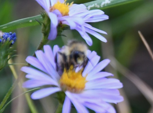 iNaturalist observation photo of Black-tailed Bumble Bee