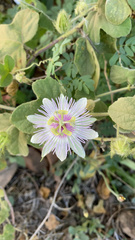 Passiflora santiagana