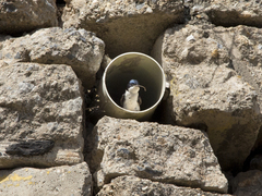 Pygochelidon cyanoleuca