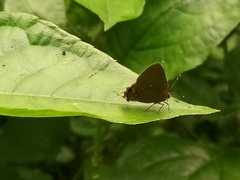 Electrostrymon angelia