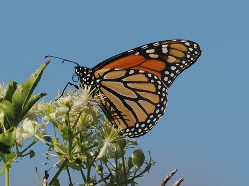 iNaturalist observation photo of Monarch