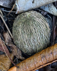 Ochrosia oppositifolia