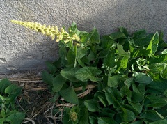 Blitum bonus-henricus