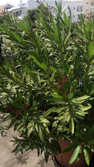 Nerium oleander
