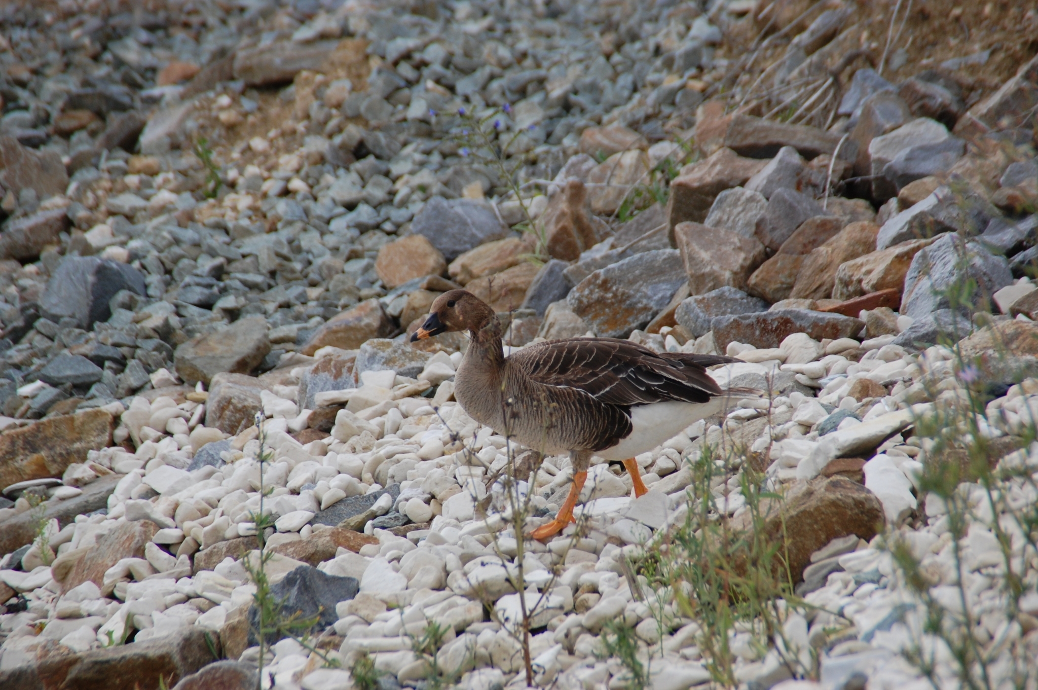 Taiga Bean Goose (Anser fabalis)