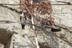 Pygochelidon cyanoleuca