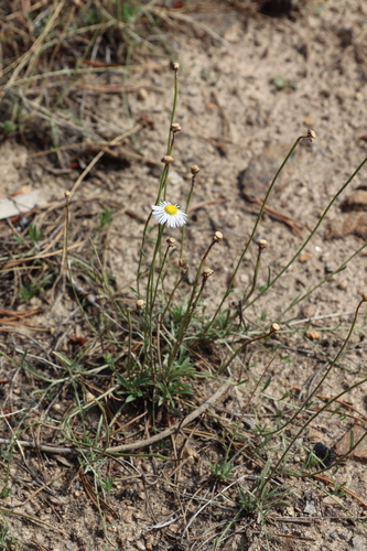 Erigeron flagellaris observed 2026-08-08