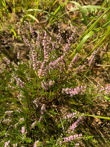 common heather