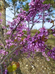 Cercis siliquastrum