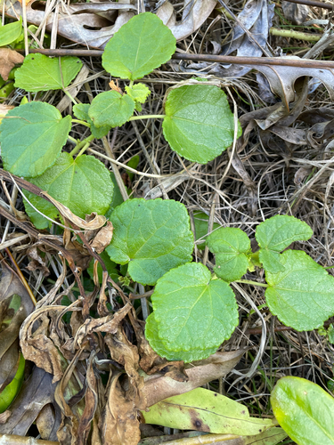 Triumfetta procumbens observed 2026-08-21