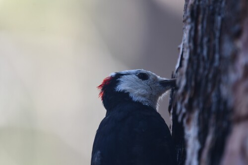 iNaturalist observation photo of White-headed Woodpecker