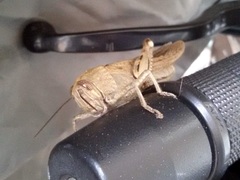 Anacridium aegyptium