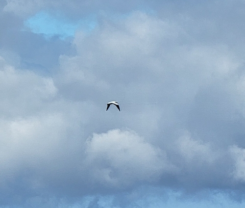 Morus serrator observed 2026-08-22