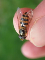 Epistrophe nitidicollis