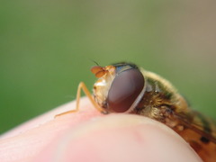 Epistrophe nitidicollis