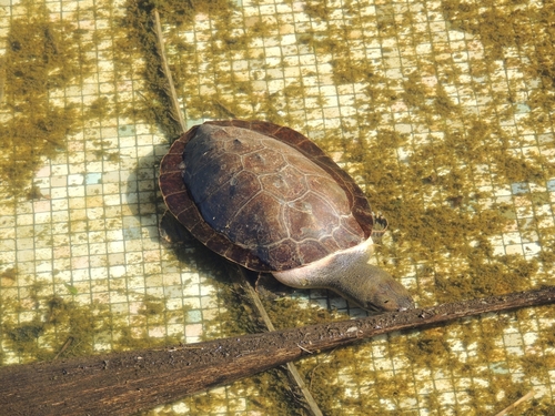 Geoffroy’s Side-necked Turtle