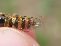 Epistrophe nitidicollis
