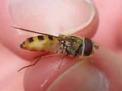 Epistrophe nitidicollis