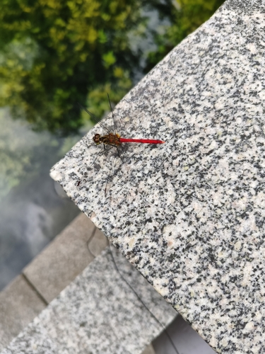 Four-tipped Darter