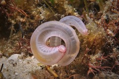 Leptosynapta dolabrifera
