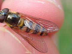 Epistrophe nitidicollis