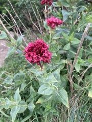 Centranthus ruber