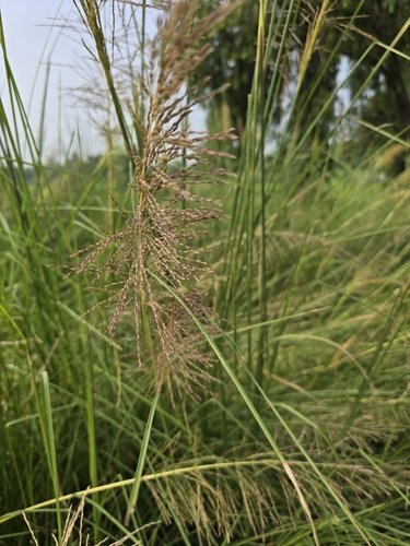 Chrysopogon zizanioides observed 2026-08-22