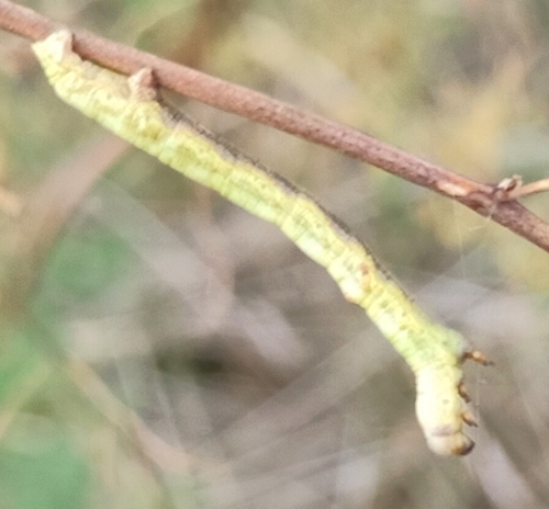 Citrus Looper