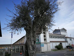 Olea europaea