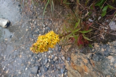 Solidago decurrens, photograph (c) 如此甚好, some rights reserved (CC BY)
