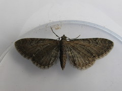 Eupithecia vulgata