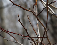 Crataegus chlorosarca